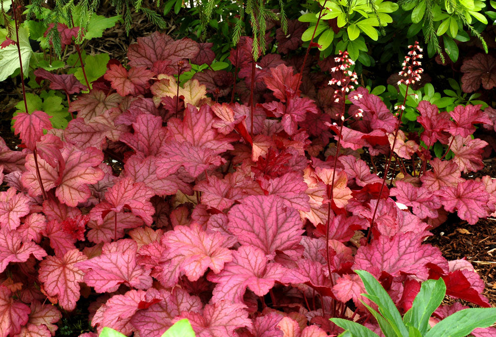 Heuchera 'Berry Smoothie' - Coral Bells