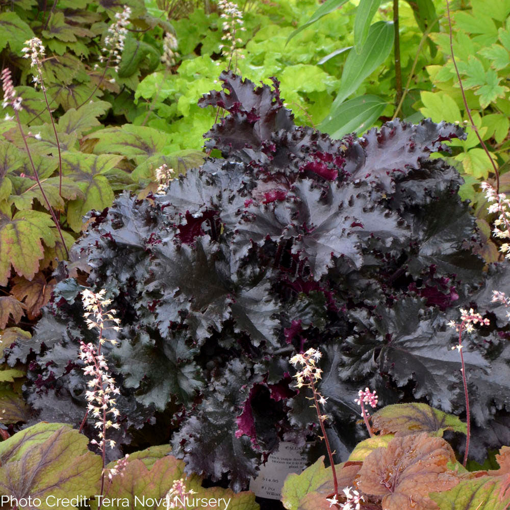 Heuchera 'Black Taffeta' - Coral Bells