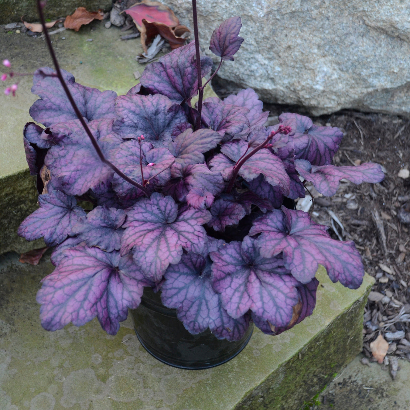 Heuchera Electric Plum - Coral Bells