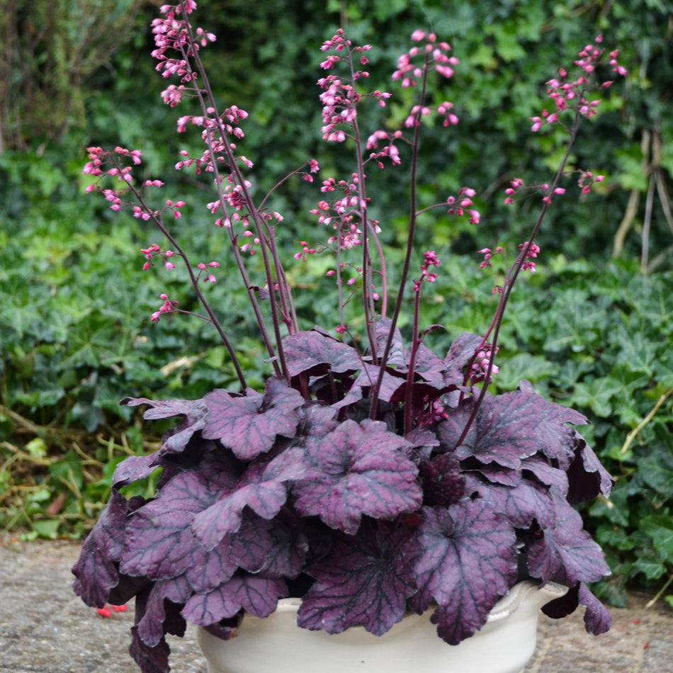 Heuchera Electric Plum - Coral Bells