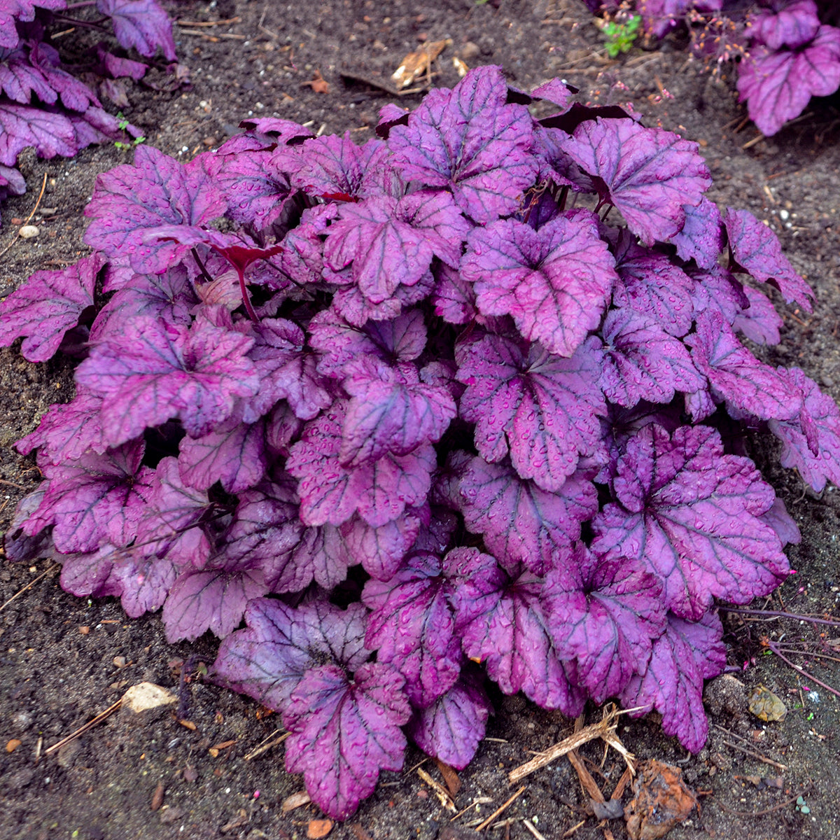 Heuchera Electric Plum - Coral Bells
