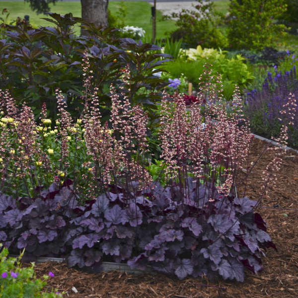 Heuchera Grape Expectations - Coral Bells