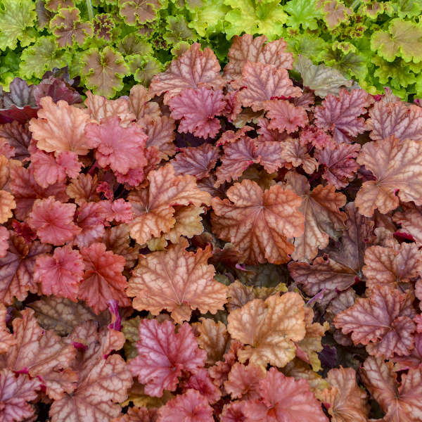 Heuchera Primo Peach Berry Ice - Coral Bells