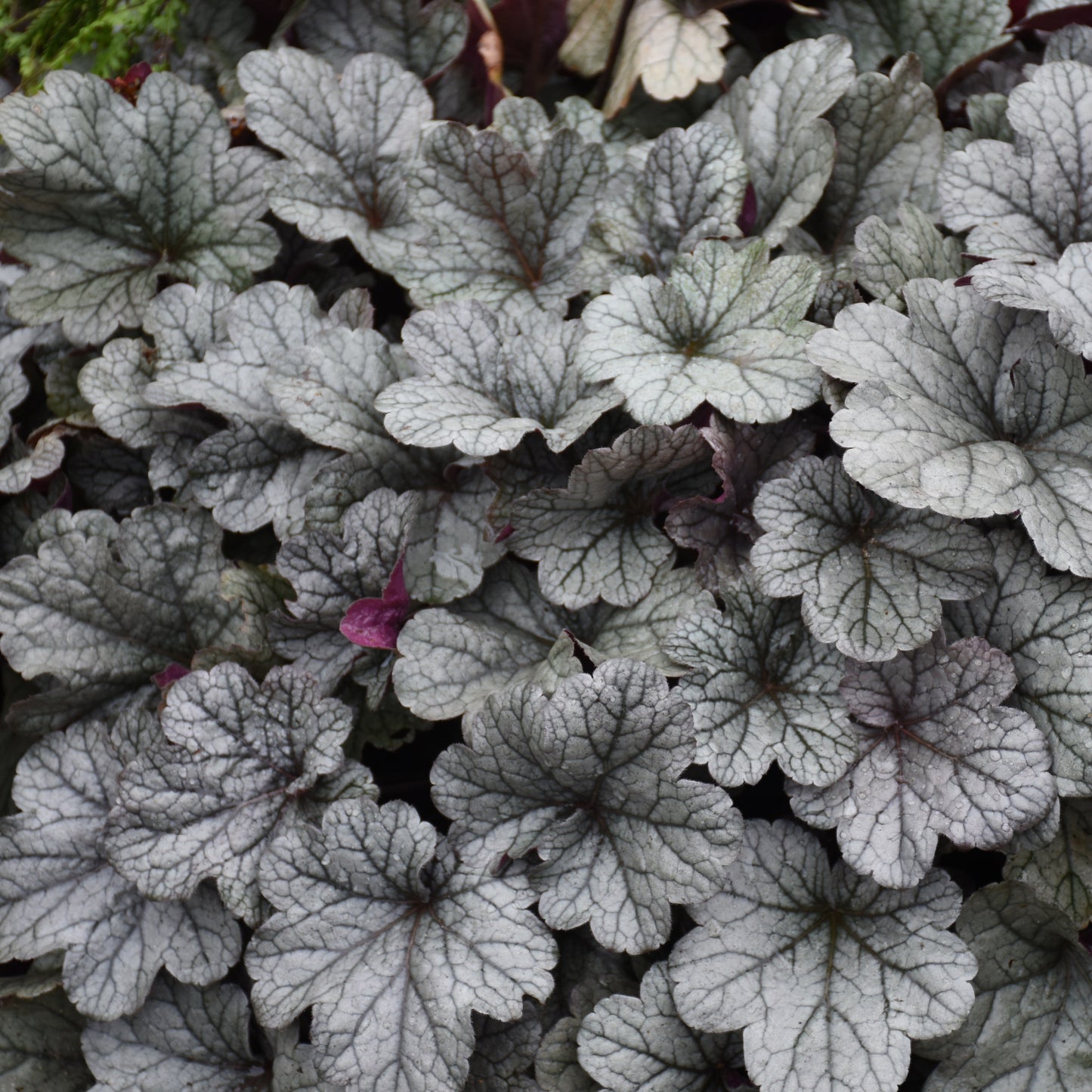Heuchera Smoke and Mirrors - Coral Bells
