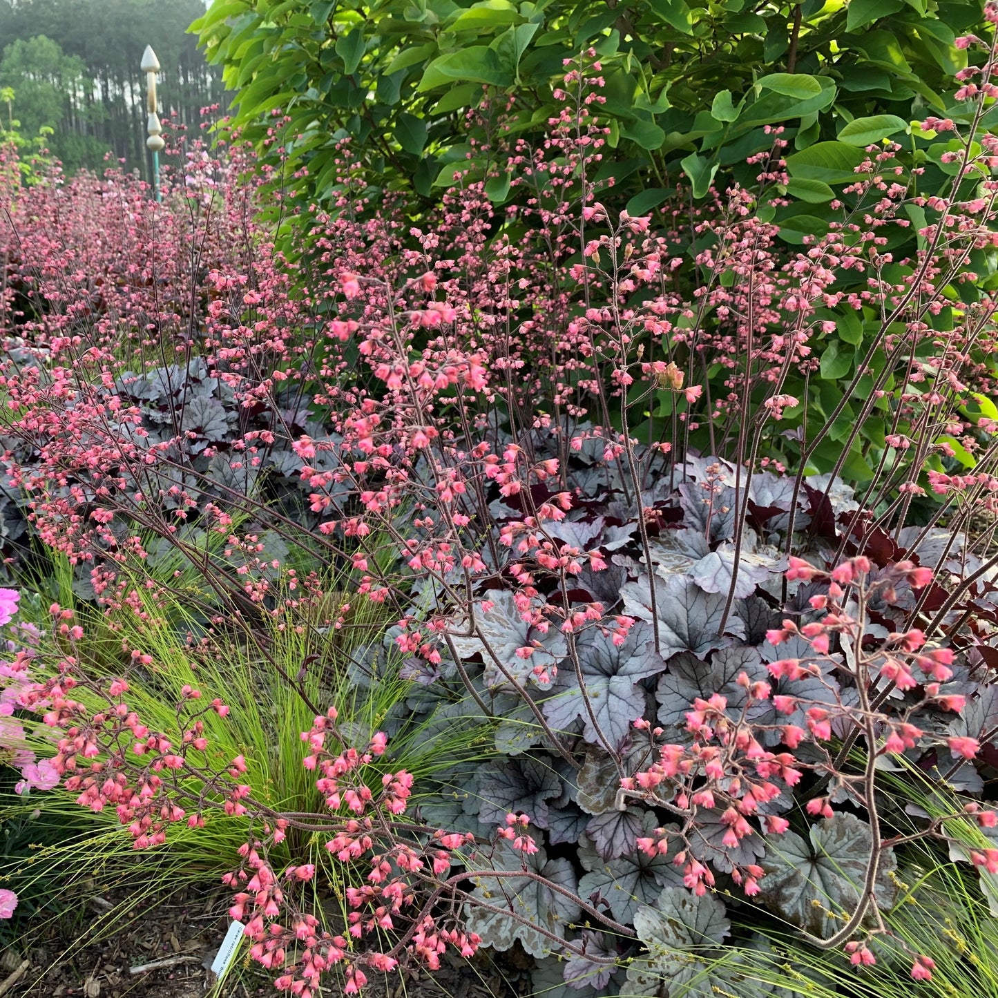 Heuchera Smoke and Mirrors - Coral Bells