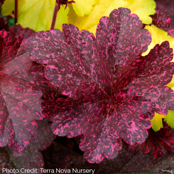 Heuchera 'Midnight Rose' - Coral Bells