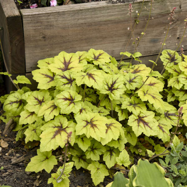 Heucherella Catching Fire - Foamy Bells