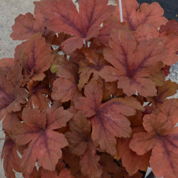 Heucherella 'Pumpkin Spice' - Foamy Bells