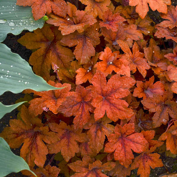 Heucherella Pumpkin Spice - Foamy Bells