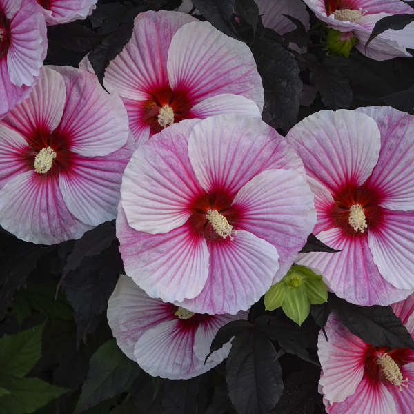 Hibiscus 'Starry Starry Night'