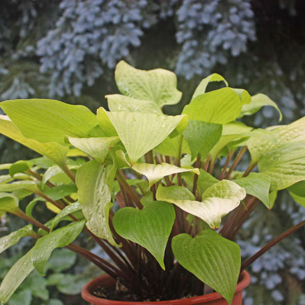 Hosta 'Designer Genes'