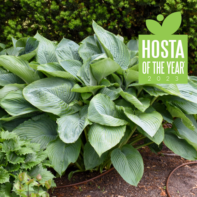 Empress Wu Hosta