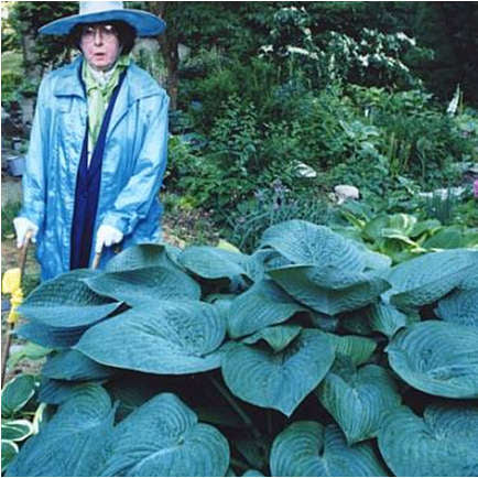 Hosta 'Humpback Whale'