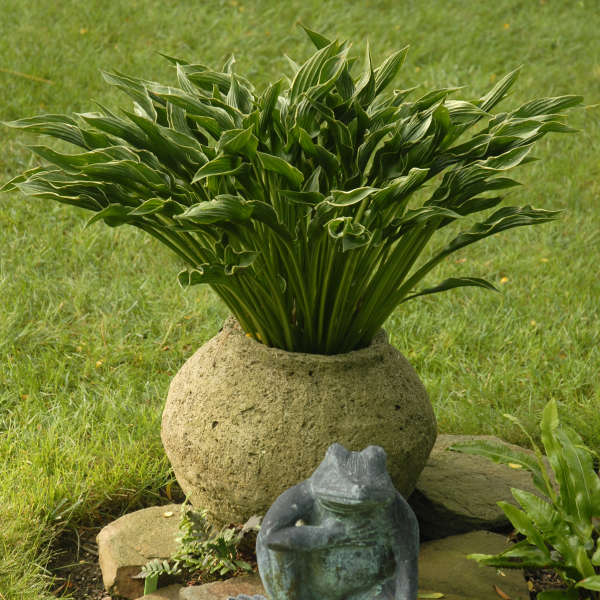 Hosta 'Praying Hands'