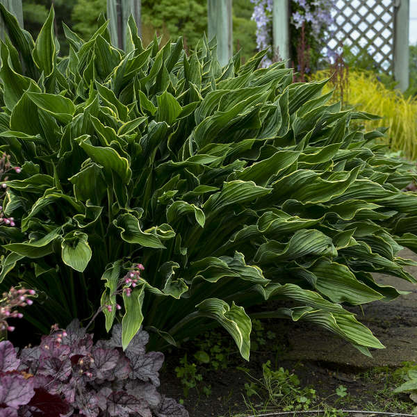 Hosta 'Praying Hands'