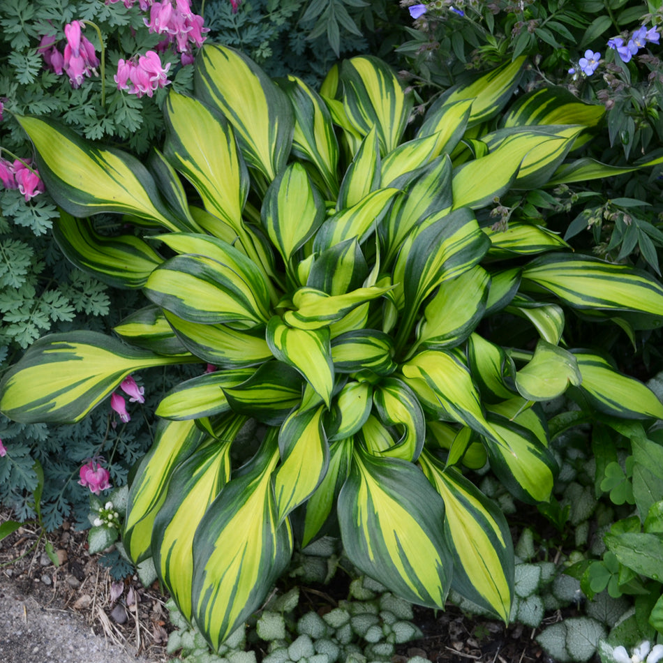 Rainbows End Hosta