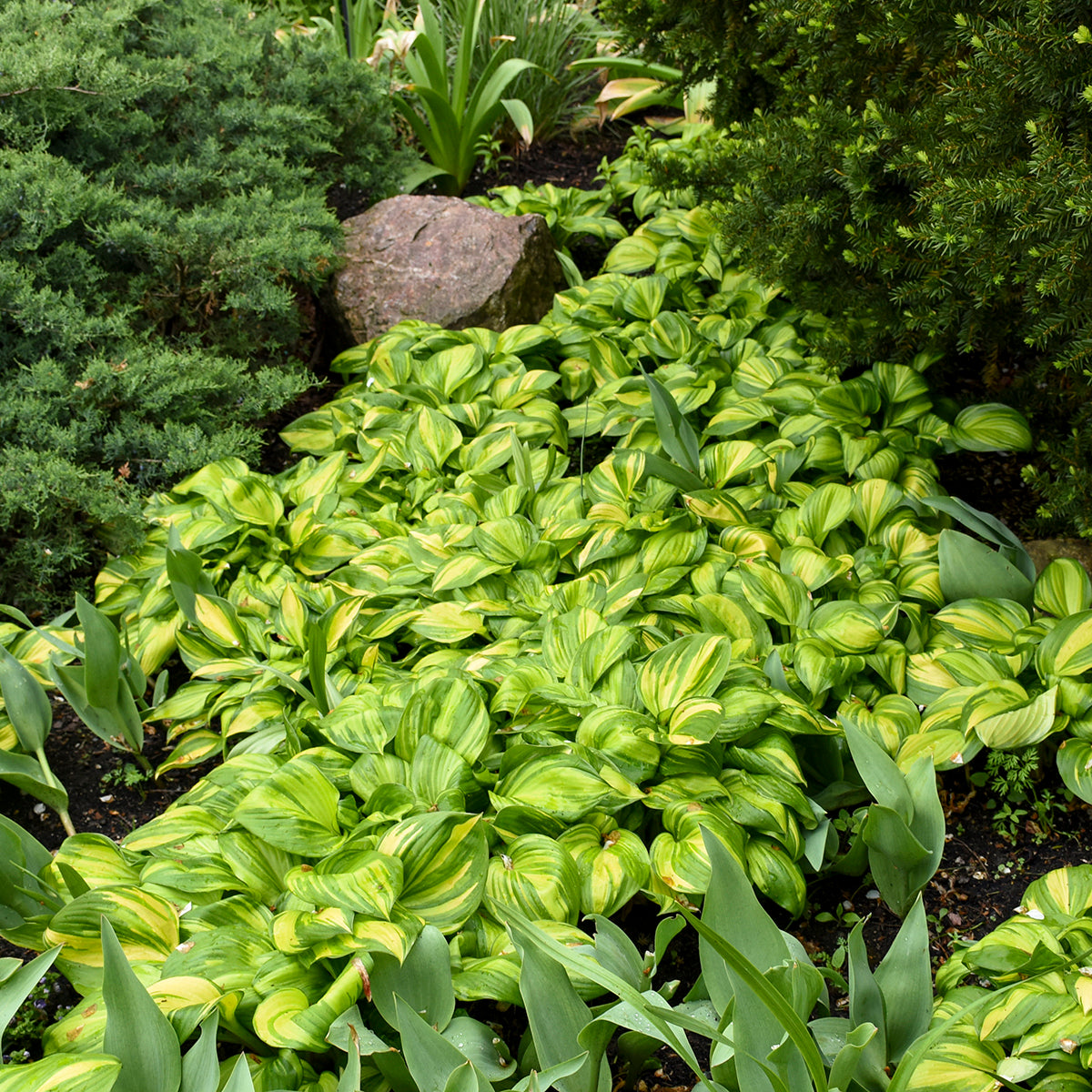 Rainbows End Hosta