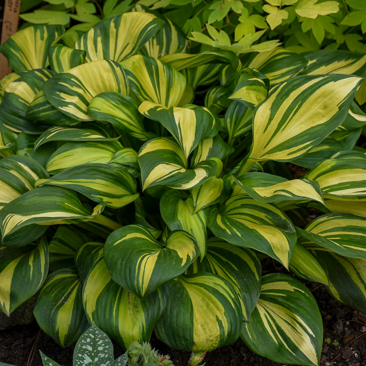 Rainbows End Hosta