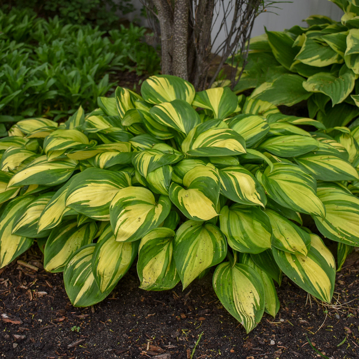 Rainbows End Hosta