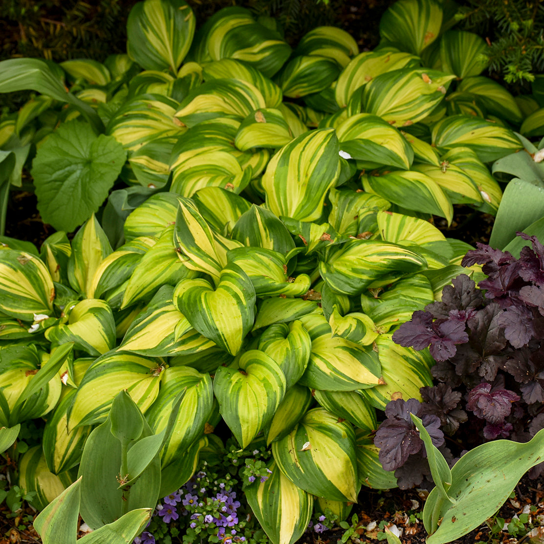 Rainbows End Hosta