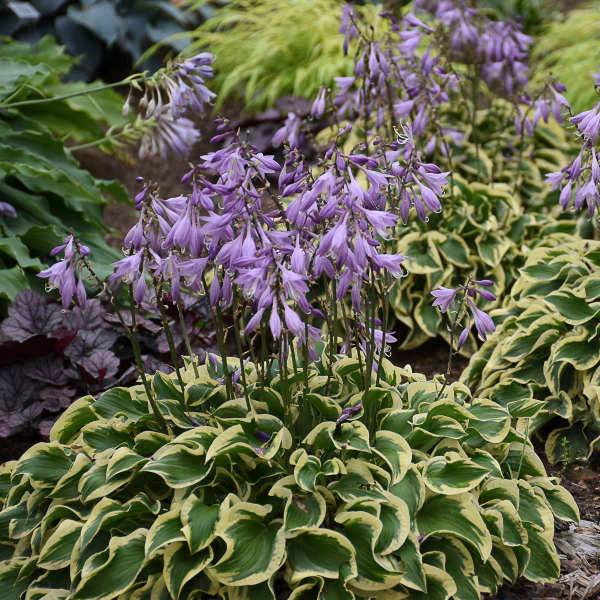 Hosta 'Wrinkle in Time'