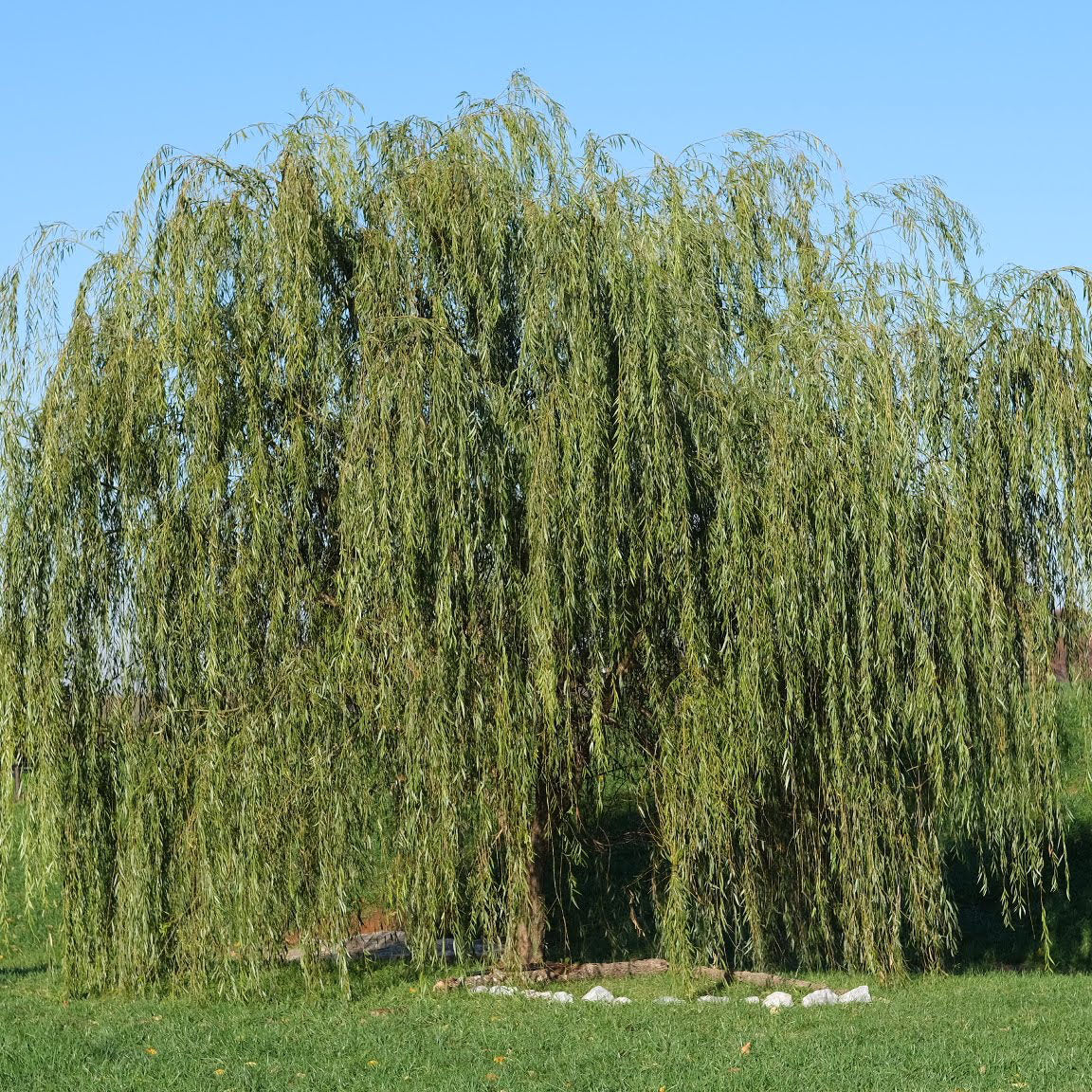 Weeping Willow Tree