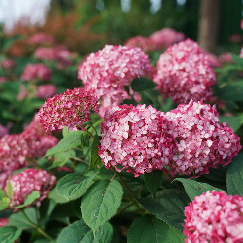 Invincibelle® Ruby Smooth hydrangea