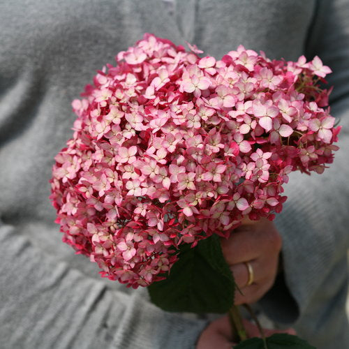 Invincibelle® Ruby Smooth hydrangea – New Blooms Nursery
