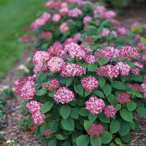 Invincibelle® Ruby Smooth hydrangea