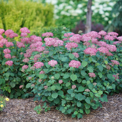 Invincibelle® Ruby Smooth hydrangea