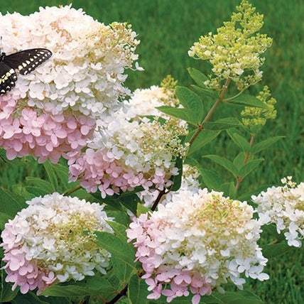 Pee Gee Hydrangea