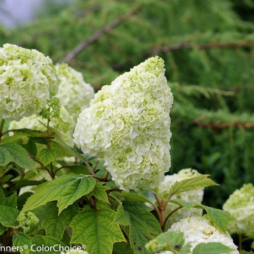 Gatsby Moon® Oakleaf hydrangea