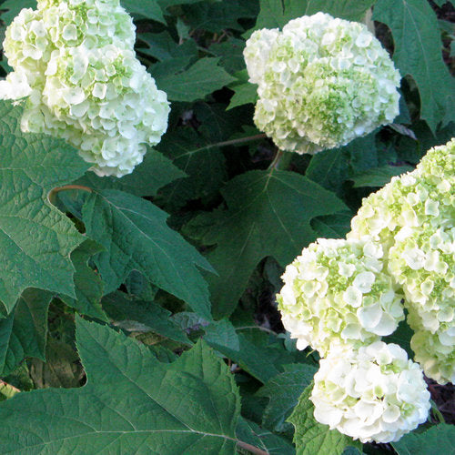 Gatsby Moon® Oakleaf hydrangea