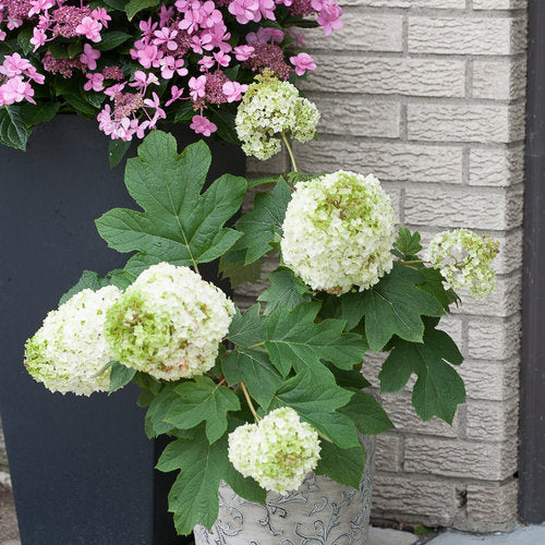 Gatsby Moon® Oakleaf hydrangea