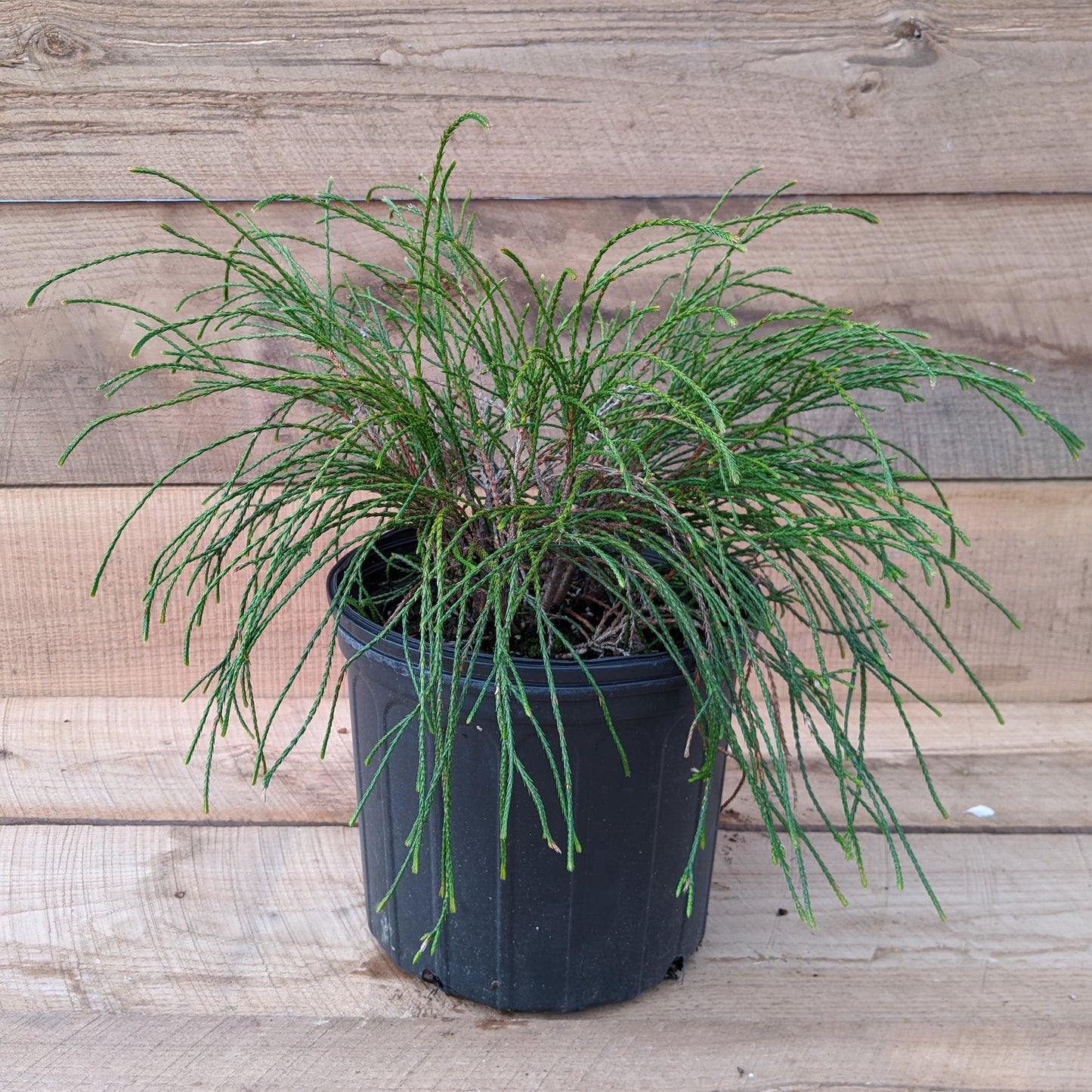 Arborvitae Whipcord