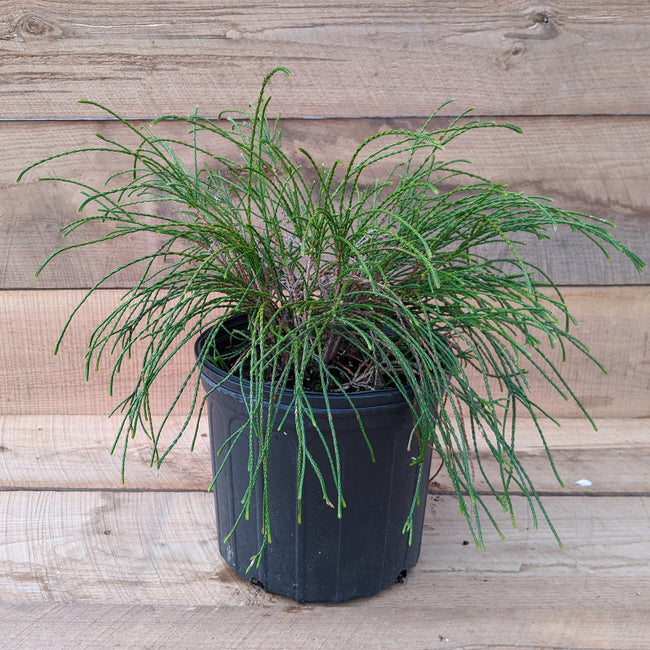 Arborvitae Whipcord