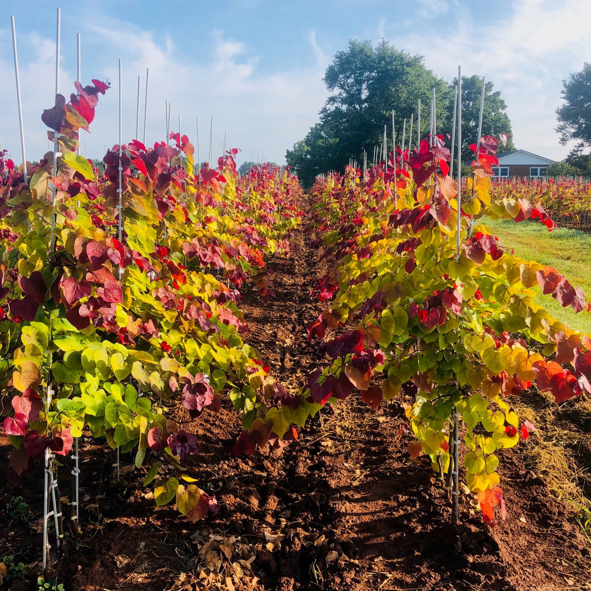Flame Thrower®  Redbud