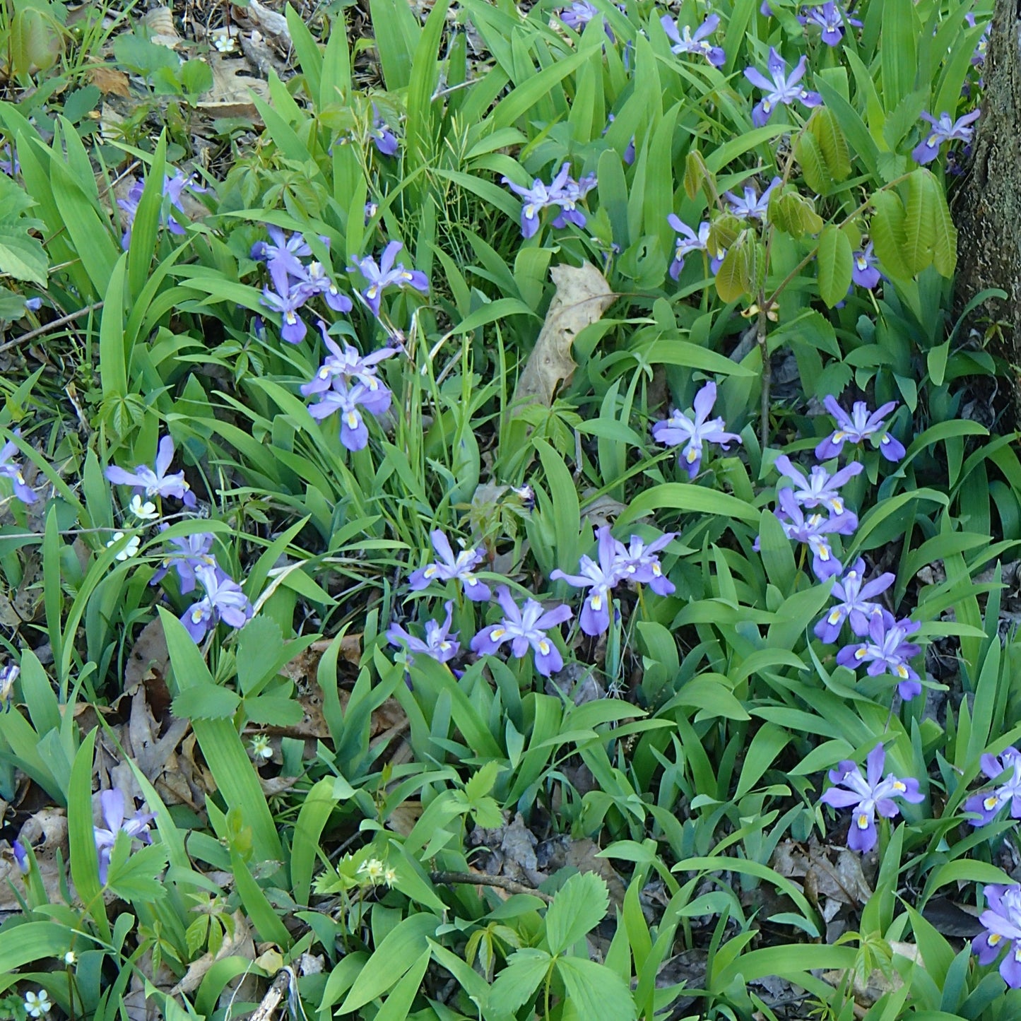 Iris Cristata