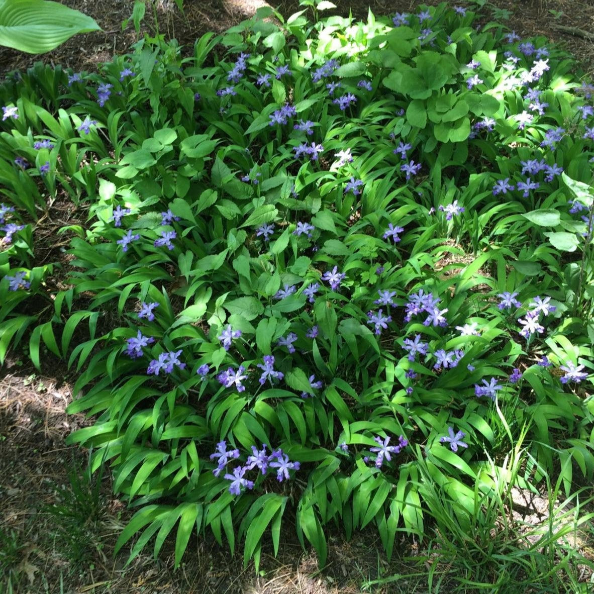 Iris Cristata