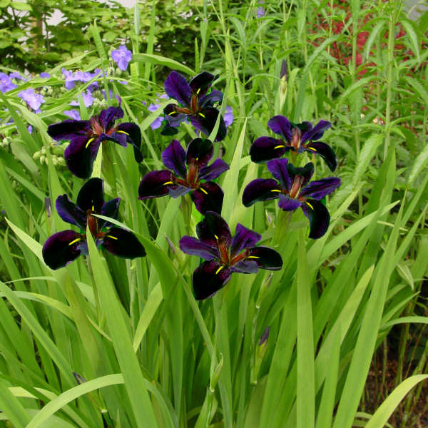 Iris Black Gamecock - Louisiana Iris