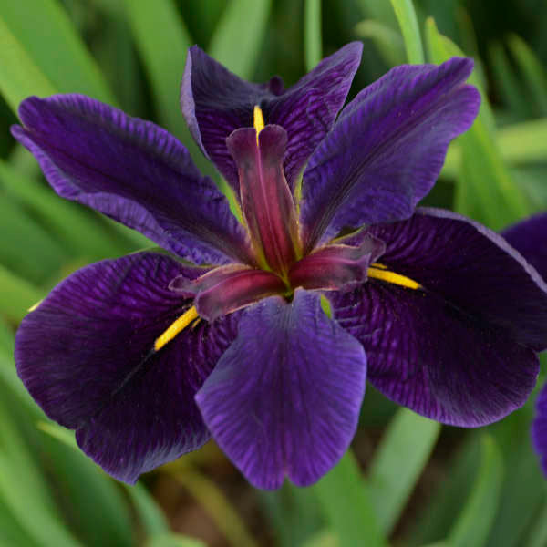 Iris Black Gamecock - Louisiana Iris