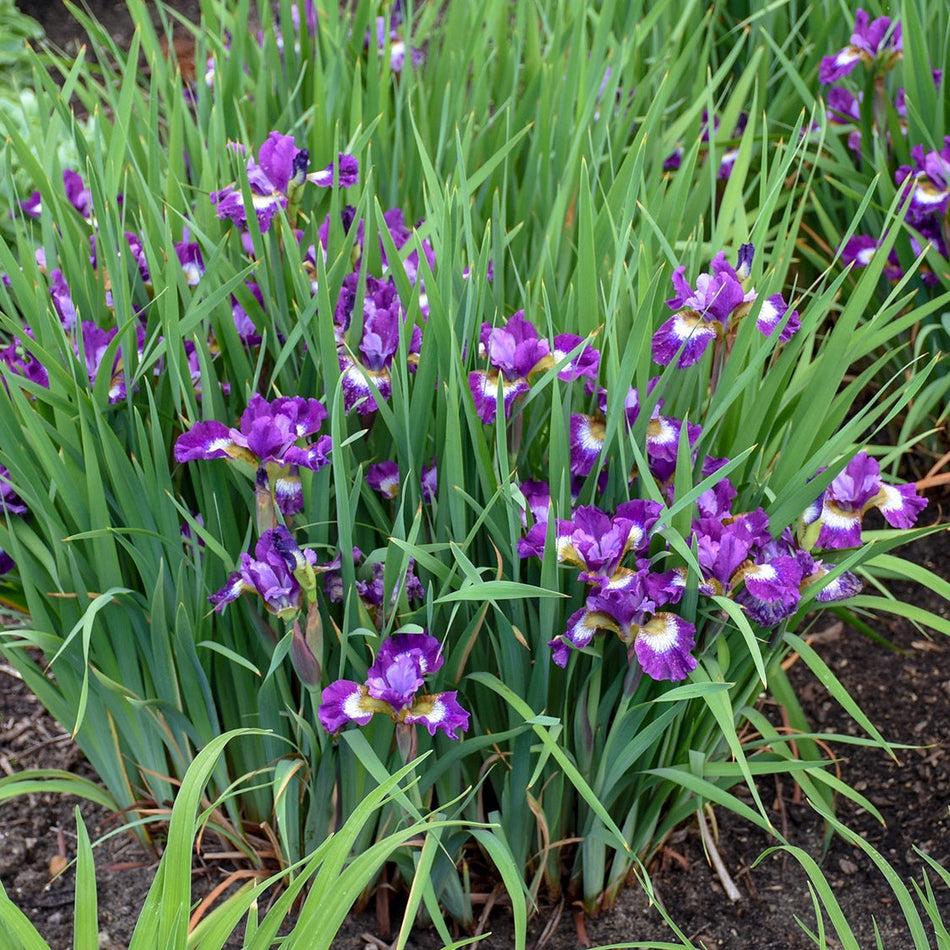 Iris Sibirica 'Contrast in Styles' - Siberian Iris
