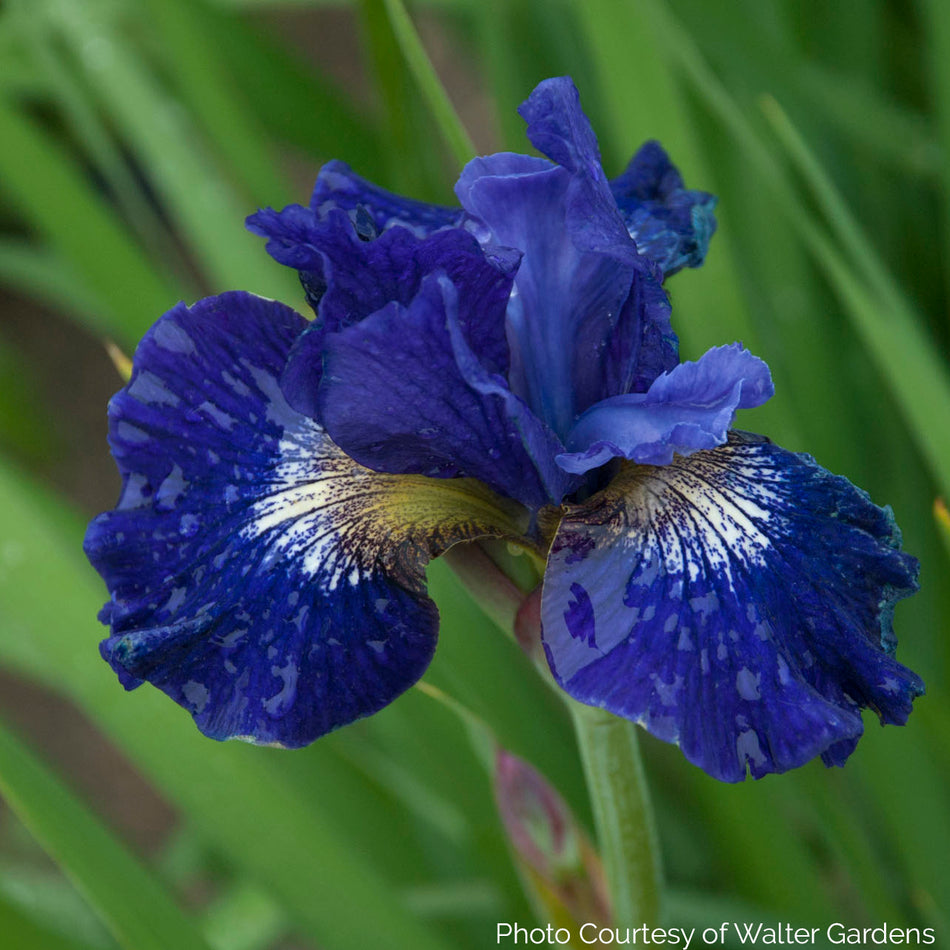 Iris Sibirica 'Over in Gloryland' - Siberian Iris