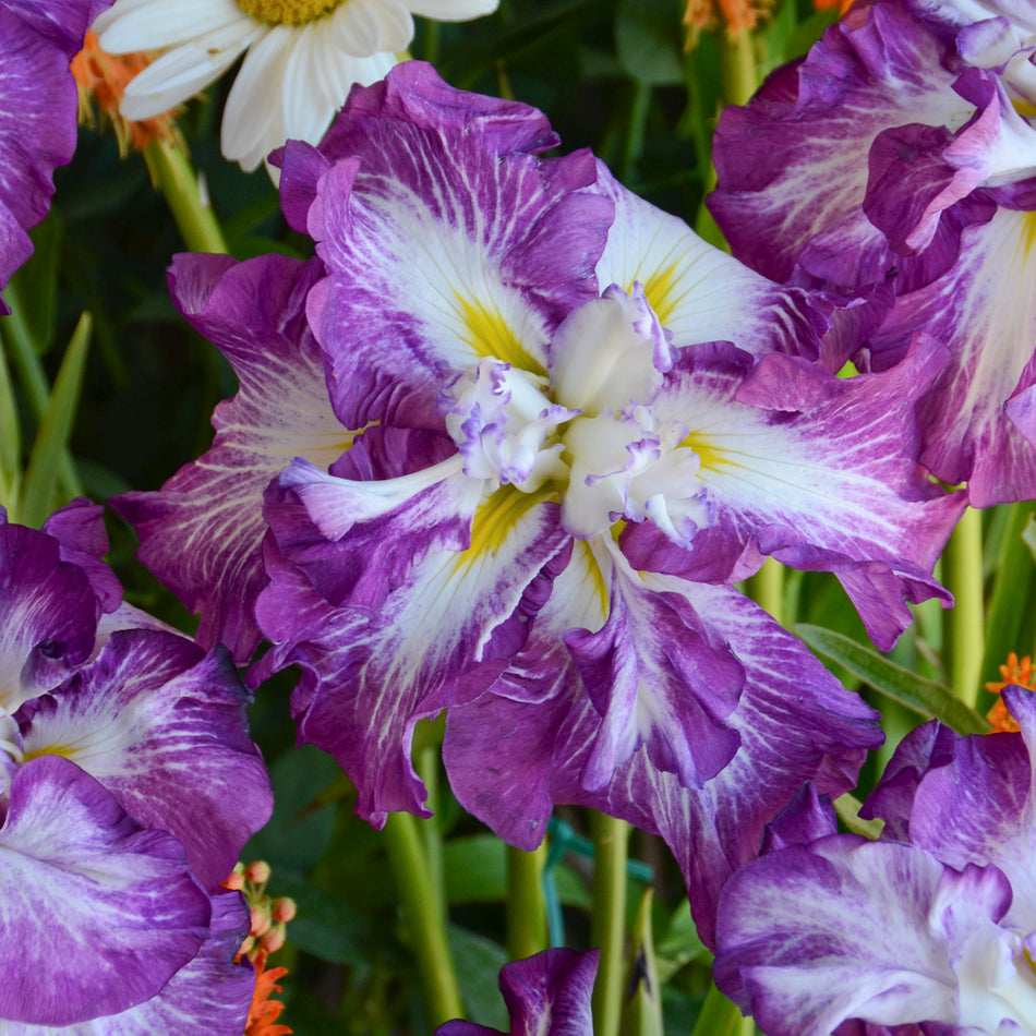 Iris ensata 'Lion King' - Japanese Iris