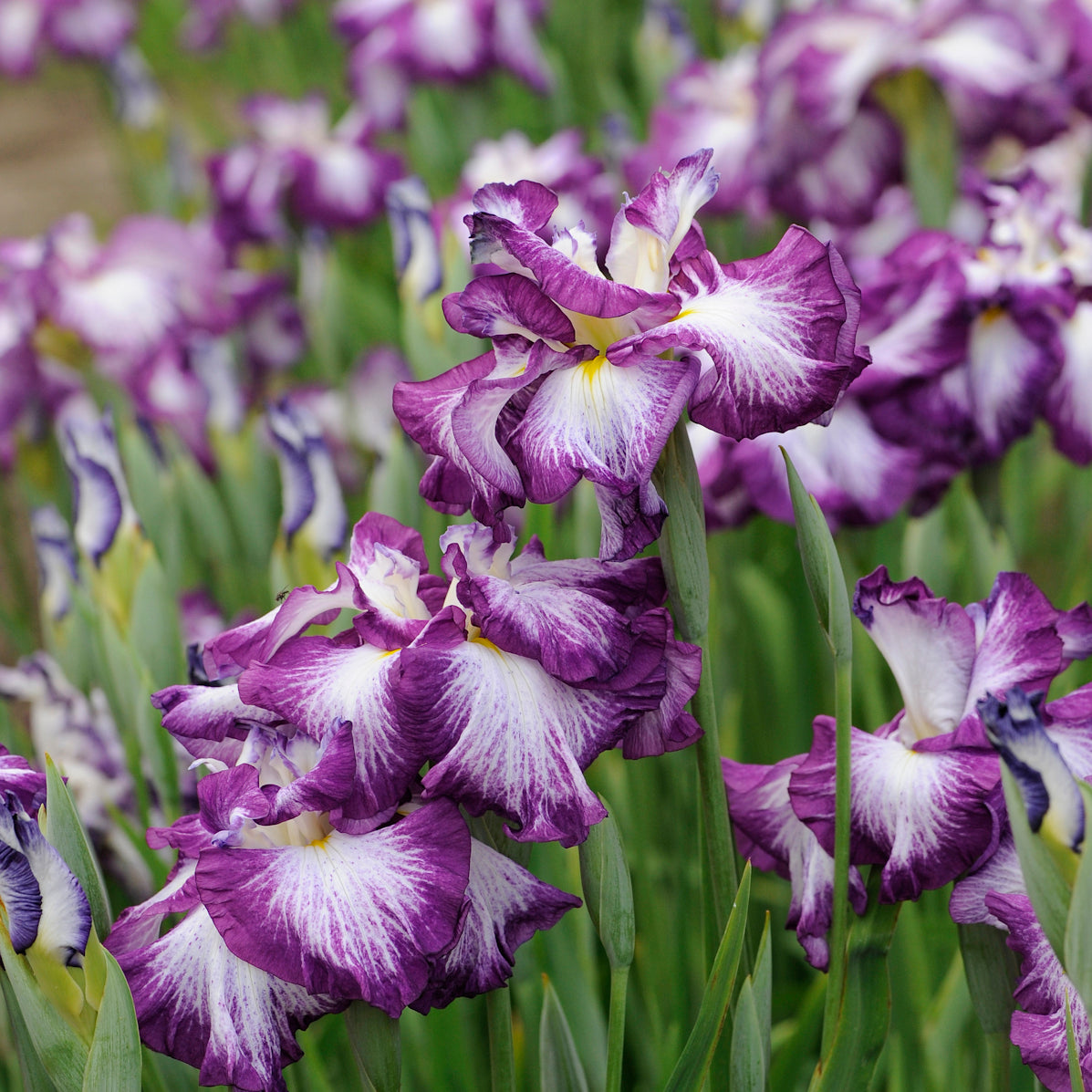 Iris ensata 'Lion King' - Japanese Iris