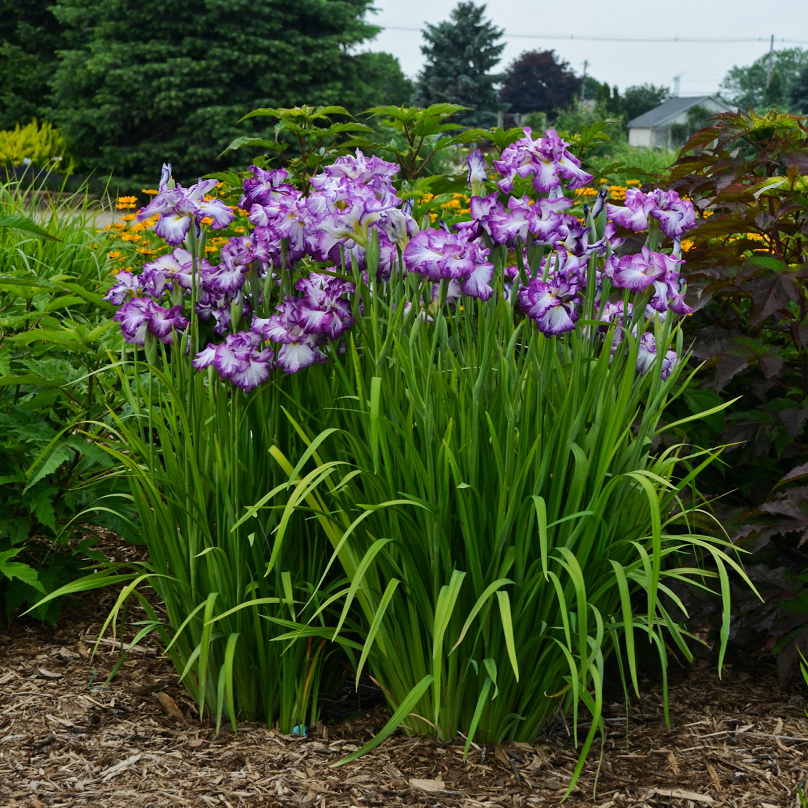 planting japanese iris seeds Iris ensata 'Lion King'