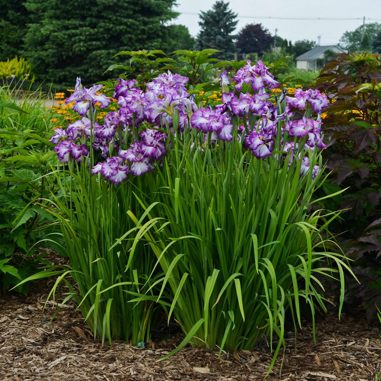 Iris ensata 'Lion King' - Japanese Iris