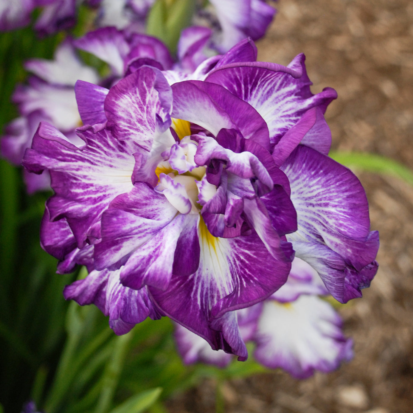 Iris ensata 'Lion King' - Japanese Iris