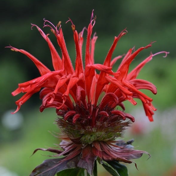 Monarda 'Jacob Cline'