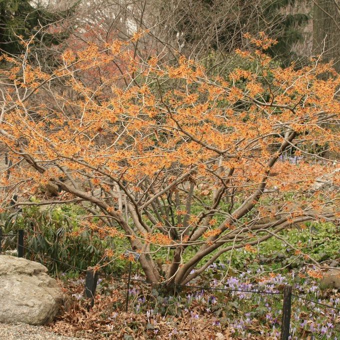 Jelena Witch Hazel